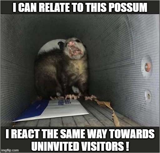 Angry Hissing Sounds ! | I CAN RELATE TO THIS POSSUM; I REACT THE SAME WAY TOWARDS
 UNINVITED VISITORS ! | image tagged in possum,introvert,relatable,angry,hissing | made w/ Imgflip meme maker