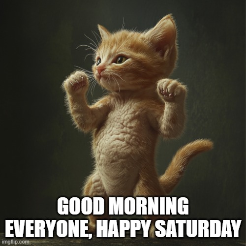 Saturday | GOOD MORNING EVERYONE, HAPPY SATURDAY | image tagged in cat | made w/ Imgflip meme maker