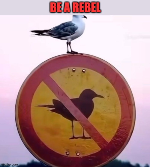 bird | BE A REBEL | image tagged in rebel,signs | made w/ Imgflip meme maker