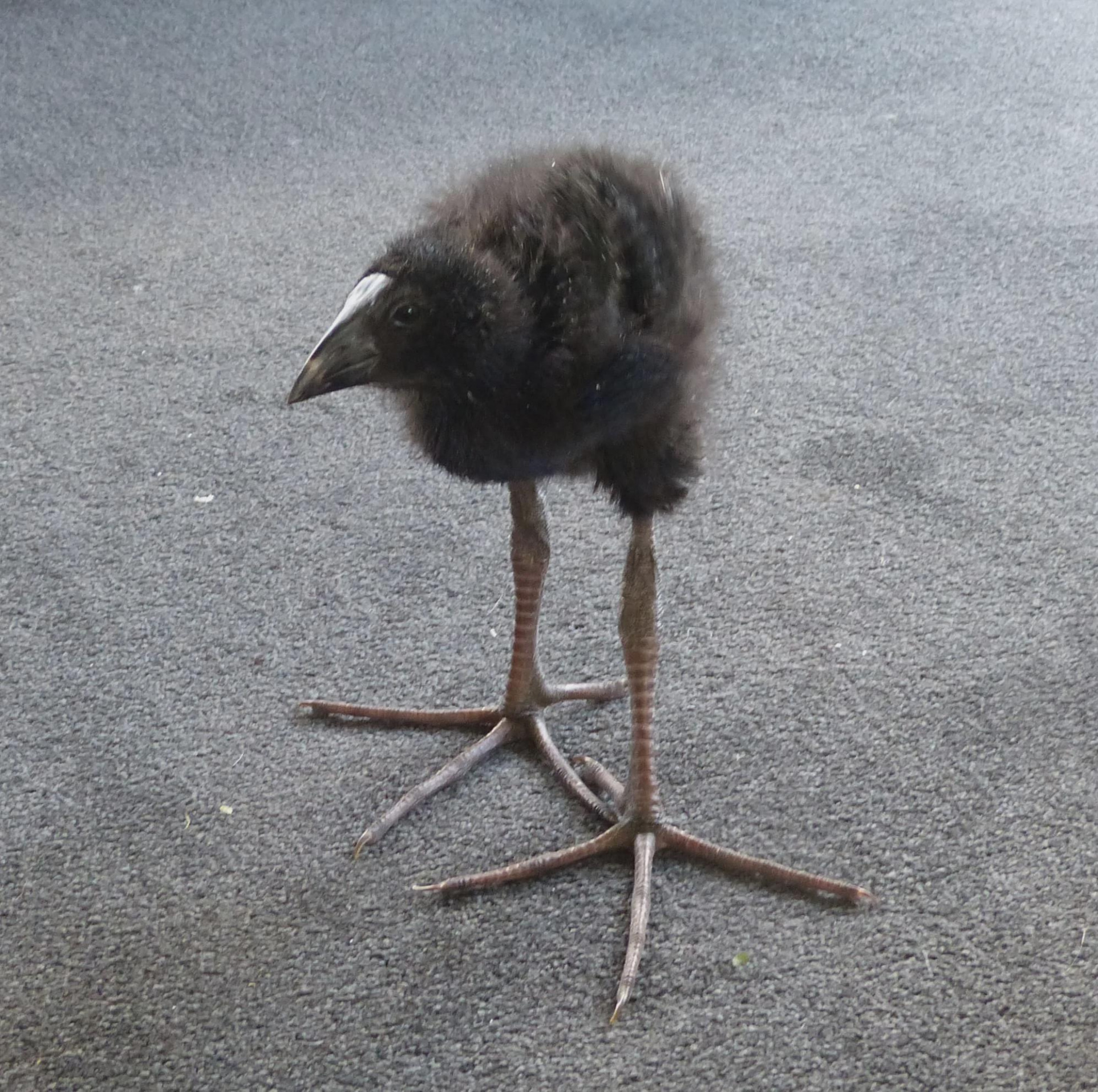 Birdification Blank Meme Template