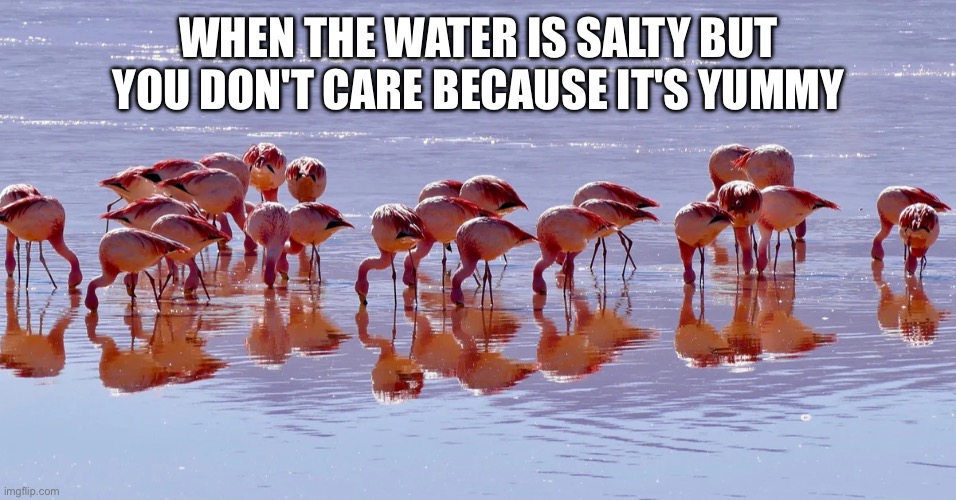 Flamingos | WHEN THE WATER IS SALTY BUT YOU DON'T CARE BECAUSE IT'S YUMMY | image tagged in flamingo,salt,water | made w/ Imgflip meme maker