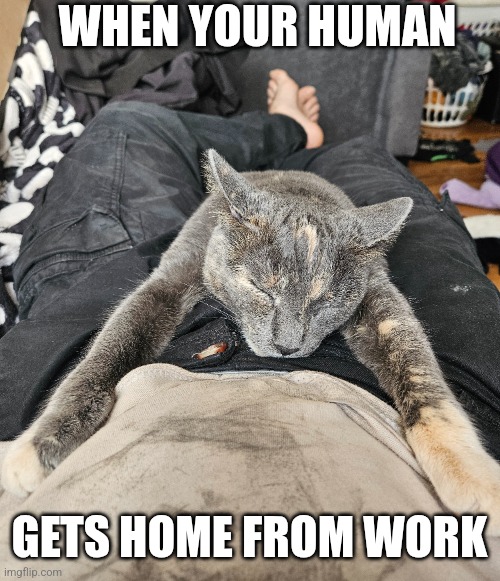 SHE'S ALL SNUGGLES | WHEN YOUR HUMAN; GETS HOME FROM WORK | image tagged in cats,funny cats | made w/ Imgflip meme maker