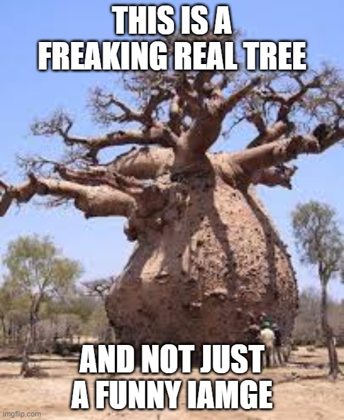 Thicc tree | THIS IS A FREAKING REAL TREE; AND NOT JUST A FUNNY IAMGE | image tagged in thicc tree | made w/ Imgflip meme maker