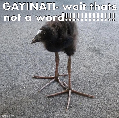 Pukeko chick | GAYINATI- wait thats not a word!!!!!!!!!!!!! | image tagged in pukeko chick | made w/ Imgflip meme maker