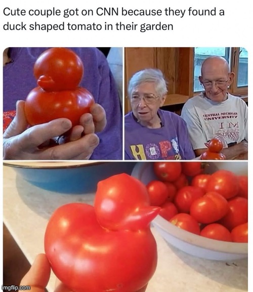 Duckmato | image tagged in duck,tomato | made w/ Imgflip meme maker