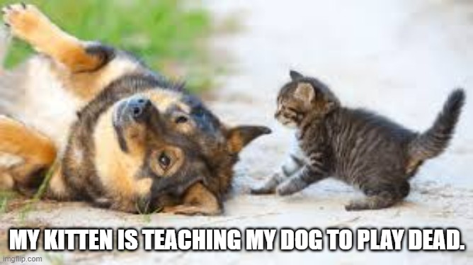 memes by Brad - My kitten is teaching my dog to play dead | MY KITTEN IS TEACHING MY DOG TO PLAY DEAD. | image tagged in cats,dogs,kittens,tricks,funny,humor | made w/ Imgflip meme maker