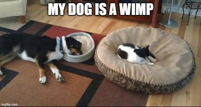 memes by Brad - My dog is a wimp - | MY DOG IS A WIMP | image tagged in kitten,cats,dogs,sleeping,funny,humor | made w/ Imgflip meme maker