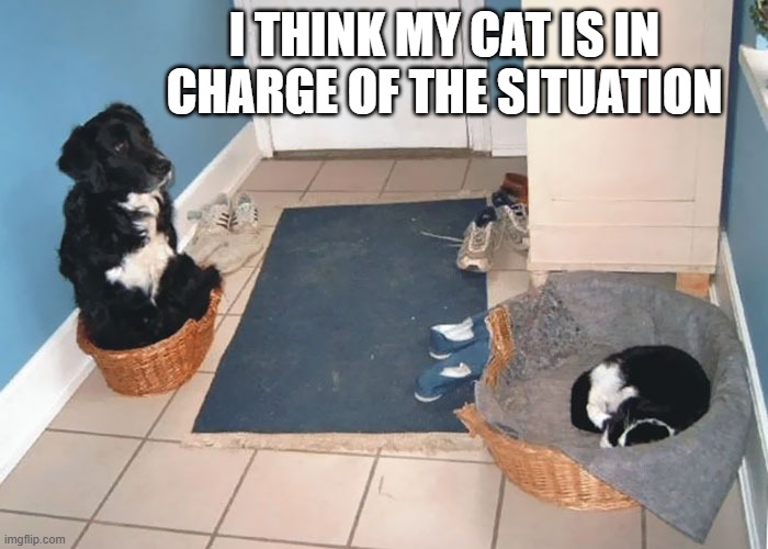 memes by Brad - I think my cat is in charge of the situation - funny - | I THINK MY CAT IS IN CHARGE OF THE SITUATION | image tagged in cats,dogs,kitten,funny,humor,bed | made w/ Imgflip meme maker