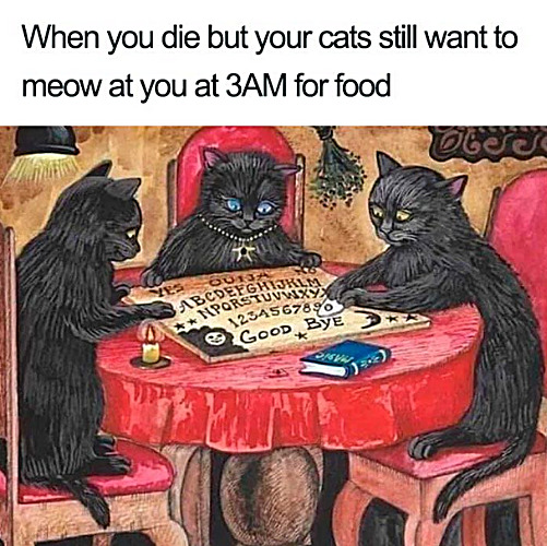 mystic cats be hungry | image tagged in memes,cats | made w/ Imgflip meme maker