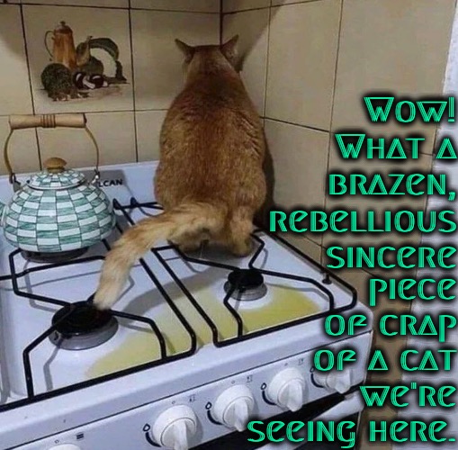 What A Brazen Piece Of Crap | Wow! What a brazen, rebellious sincere; piece of crap of a cat we're seeing here. | image tagged in cats,scumbag,brazen turd,rebellion,pos,funny cat memes | made w/ Imgflip meme maker