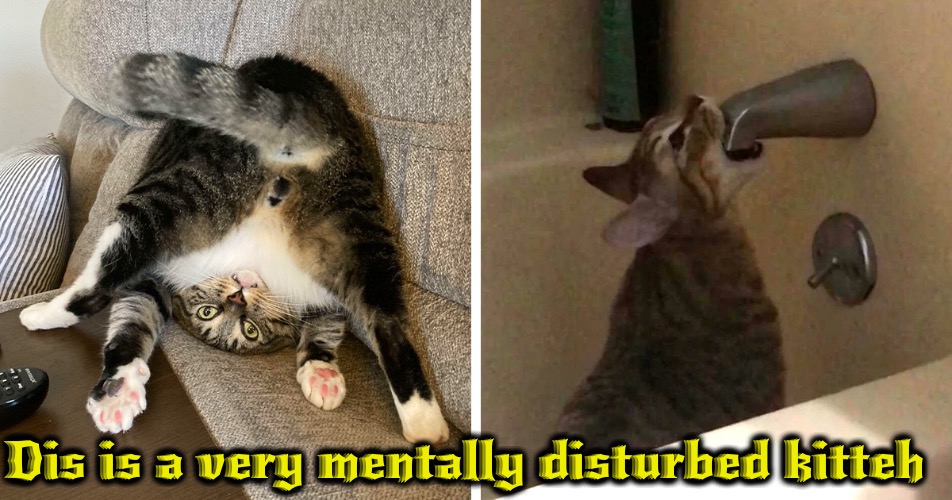 Mentally Disturbed Kitteh | Dis is a very mentally disturbed kitteh | image tagged in cats,funny cat memes,mentally disturbed,weirdo,wtf,mental illness | made w/ Imgflip meme maker