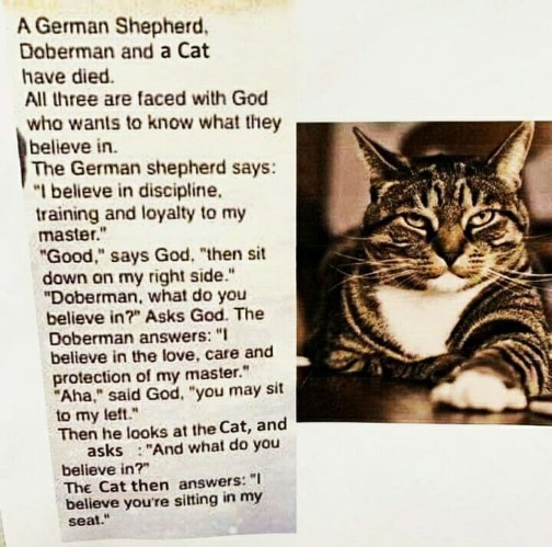 This Wouldn't Surprise Me | image tagged in cats,funny cat memes,funny,god complex,arrogance,standard feline cattitude | made w/ Imgflip meme maker