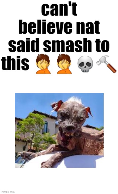 Can’t believe nat said smash to this | image tagged in msmg,memes | made w/ Imgflip meme maker