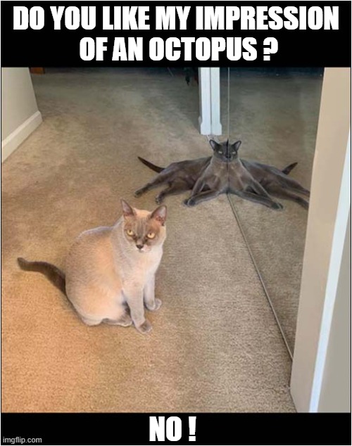 One Unimpressed Cat ! | DO YOU LIKE MY IMPRESSION
 OF AN OCTOPUS ? NO ! | image tagged in cats,unimpressed,octopus,impression | made w/ Imgflip meme maker