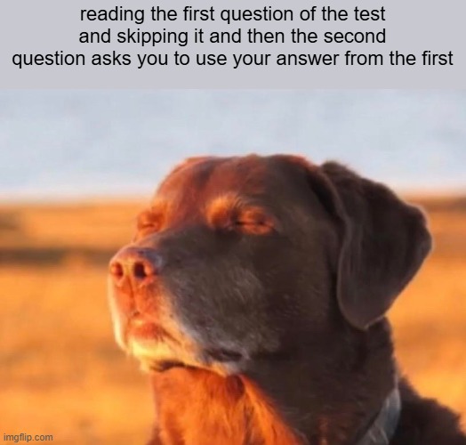 Dog accepting fate | reading the first question of the test and skipping it and then the second question asks you to use your answer from the first | image tagged in dog accepting fate | made w/ Imgflip meme maker