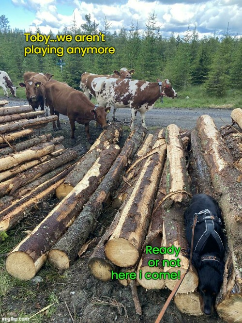 Hide and Go Seek | Toby...we aren't playing anymore; Ready or not here i come! | image tagged in funny memes,cow | made w/ Imgflip meme maker