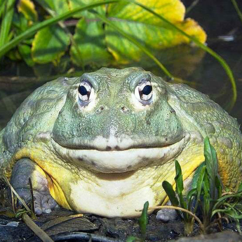 High Quality bullfrog Blank Meme Template