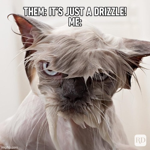 wet cat | image tagged in drippy,literaly,kitty | made w/ Imgflip meme maker