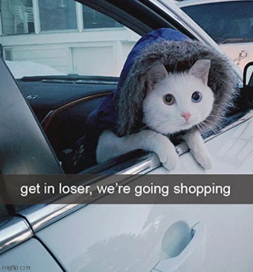 Shopping Time | image tagged in shopping,cat | made w/ Imgflip meme maker