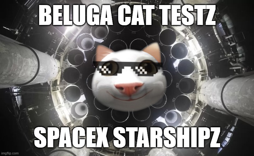 Beluga Cat Starship Testz | BELUGA CAT TESTZ; SPACEX STARSHIPZ | image tagged in beluga,belugacat,cat,spacex,starship,test | made w/ Imgflip meme maker