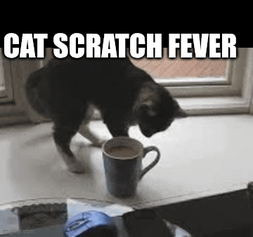 Cat scratching - Imgflip