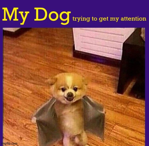 I shouldna named him Jack Streaker | image tagged in vince vance,dogs,show off,funny animal memes,flasher,streaker | made w/ Imgflip meme maker