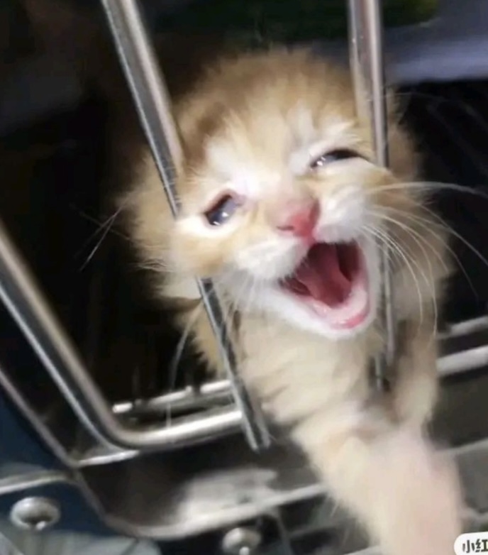 Kitten Blank Meme Template