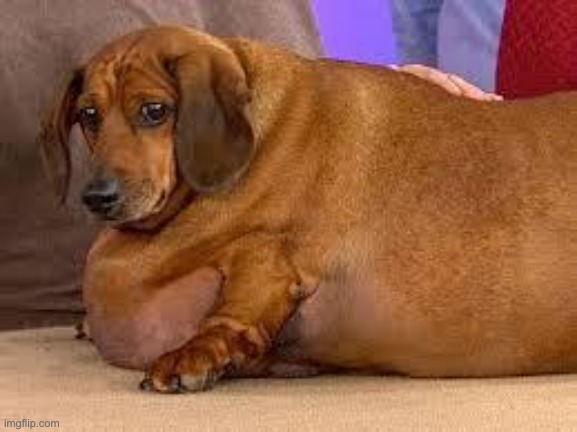 B R O    T H I C C | image tagged in fat dog | made w/ Imgflip meme maker