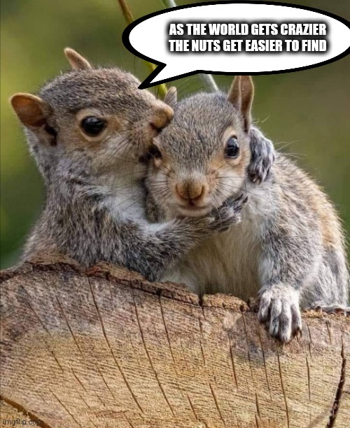 Nuts | AS THE WORLD GETS CRAZIER
THE NUTS GET EASIER TO FIND | image tagged in secret | made w/ Imgflip meme maker