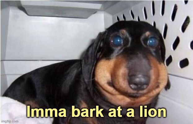 What's he gonna do lol | Imma bark at a lion | image tagged in weiner dog,tiny dog | made w/ Imgflip meme maker
