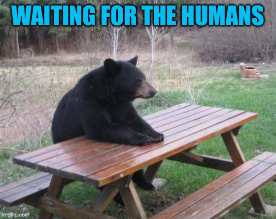 Hmmm | WAITING FOR THE HUMANS | image tagged in memes,bad luck bear,dank memes,wisdom,funny memes | made w/ Imgflip meme maker