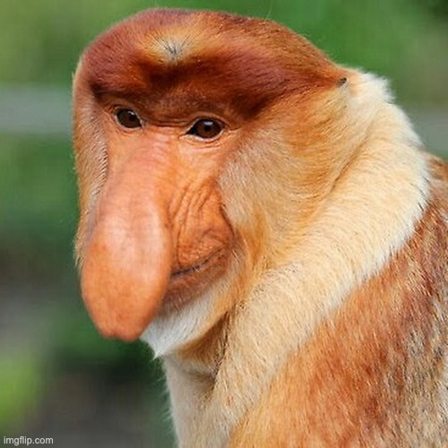 Proboscis monkey nosacz sundajski | image tagged in proboscis monkey nosacz sundajski | made w/ Imgflip meme maker