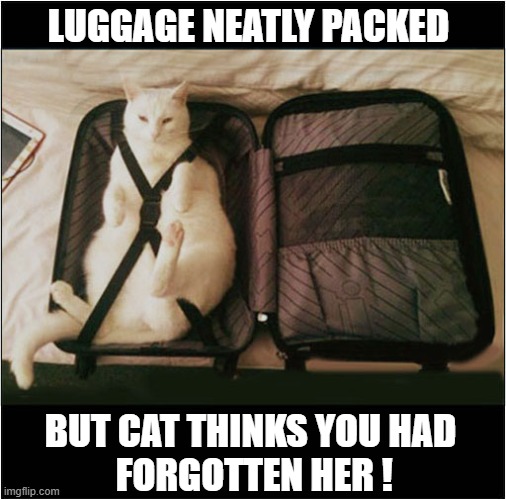 Stow Away ! | LUGGAGE NEATLY PACKED; BUT CAT THINKS YOU HAD
 FORGOTTEN HER ! | image tagged in cats,luggage,stow away | made w/ Imgflip meme maker