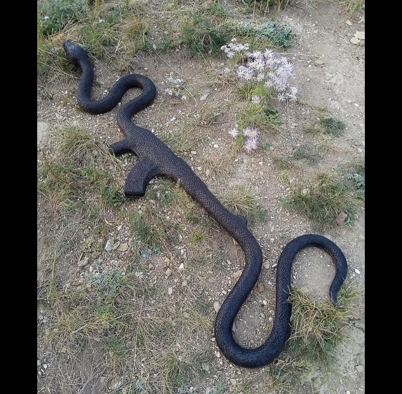 Snake Blank Meme Template