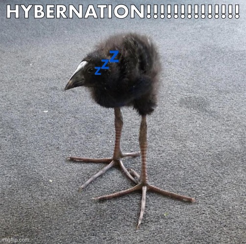 Pukeko chick | HYBERNATION!!!!!!!!!!!!!! 💤 | image tagged in pukeko chick | made w/ Imgflip meme maker