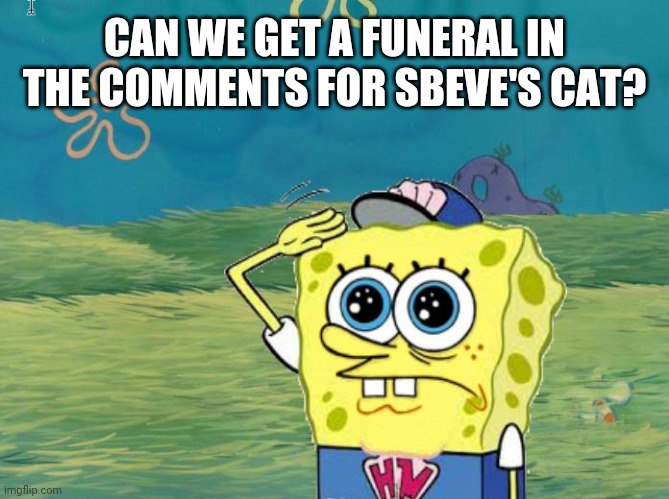 Anyone welcome | CAN WE GET A FUNERAL IN THE COMMENTS FOR SBEVE'S CAT? | image tagged in spongebob salute | made w/ Imgflip meme maker