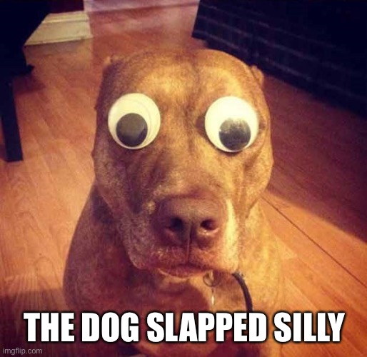 THE DOG SLAPPED SILLY | image tagged in shocked | made w/ Imgflip meme maker