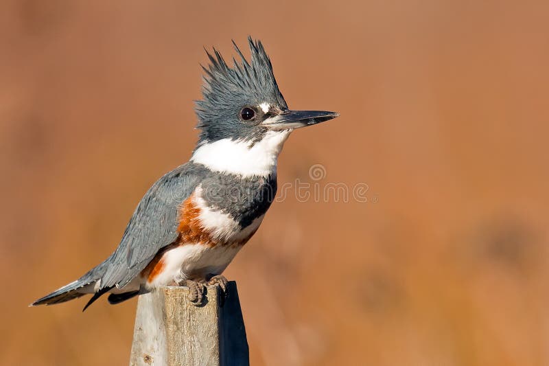 Bird on post Blank Meme Template
