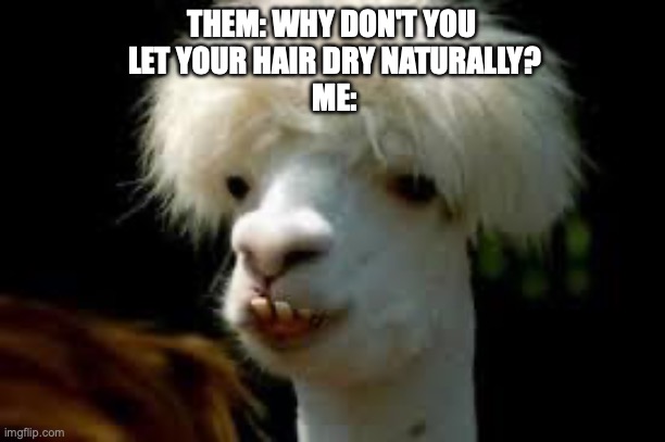 bad hair day llama | THEM: WHY DON'T YOU 
LET YOUR HAIR DRY NATURALLY?
ME: | image tagged in bad hair day llama | made w/ Imgflip meme maker