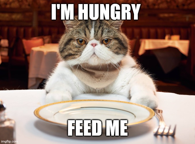 Feed Me | I'M HUNGRY; FEED ME | image tagged in hungry cat,funny memes | made w/ Imgflip meme maker