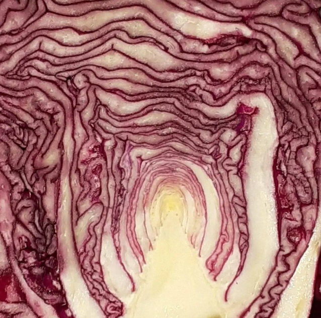 Cabbage Path To Enlightenment Blank Meme Template