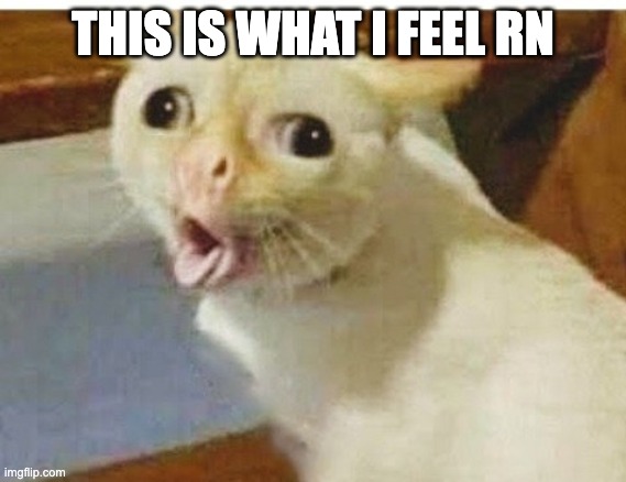 Cat vomiting lol | THIS IS WHAT I FEEL RN | image tagged in cat vomiting lol | made w/ Imgflip meme maker