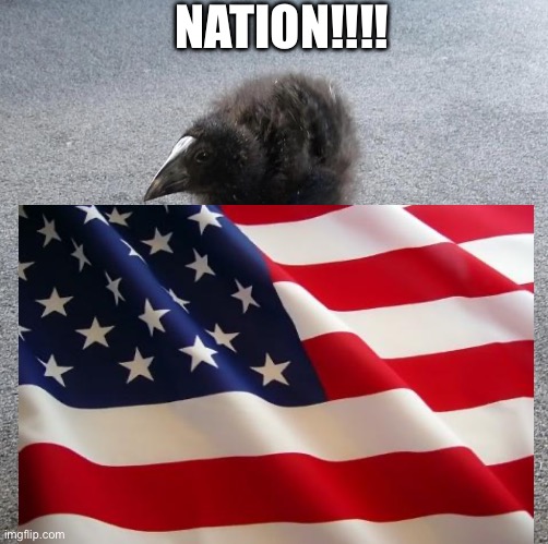 :-) | NATION!!!! | image tagged in pukeko chick | made w/ Imgflip meme maker