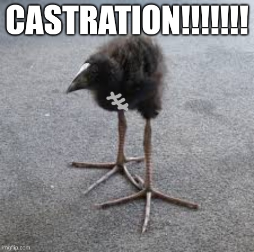 CASTRATION!!!!!!! | image tagged in puke,damn | made w/ Imgflip meme maker