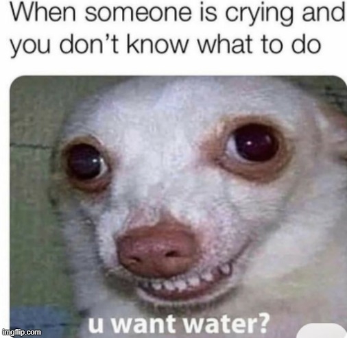 when someone is crying and u dont know what to do | image tagged in cry,awkward,dog,meme,funny | made w/ Imgflip meme maker