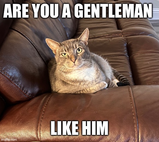 Gentleman | ARE YOU A GENTLEMAN; LIKE HIM | image tagged in cats,funny,random | made w/ Imgflip meme maker