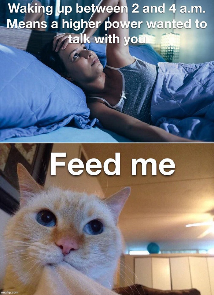 Feed me | image tagged in cats | made w/ Imgflip meme maker