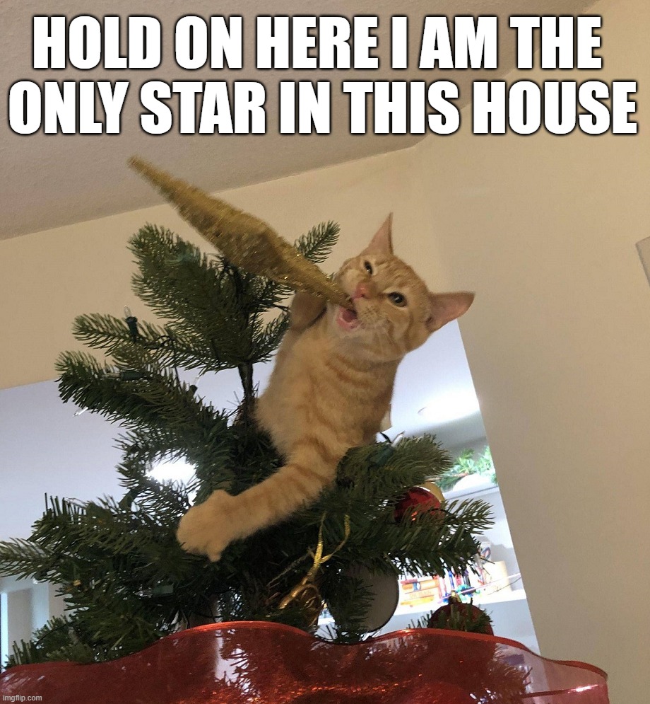 A Star | HOLD ON HERE I AM THE 
ONLY STAR IN THIS HOUSE | image tagged in cats | made w/ Imgflip meme maker