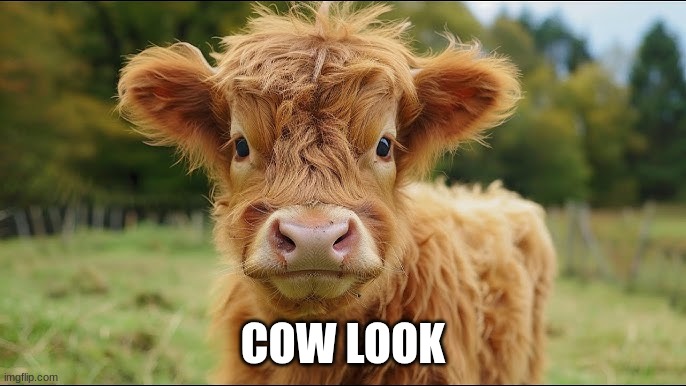 cow | COW LOOK | image tagged in cow | made w/ Imgflip meme maker