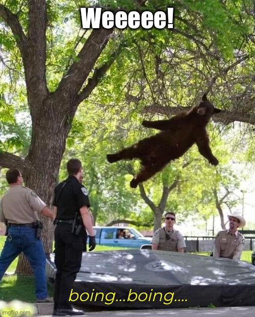 It’s Trampoline Time | Weeeee! boing…boing…. | image tagged in funny memes,bears,trampoline | made w/ Imgflip meme maker